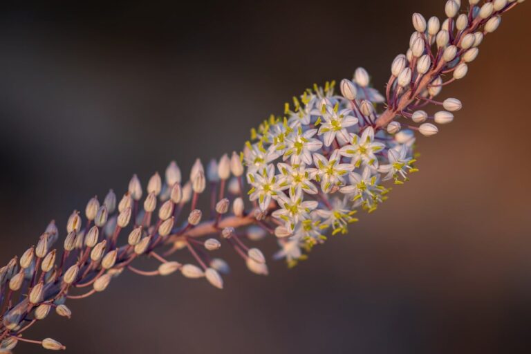 The Best Plants to Grow Hydroponically at Home