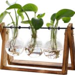Desktop Hydroponic Plant Terrarium