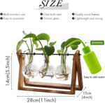 Desktop Hydroponic Plant Terrarium - image 2