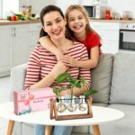 Desktop Hydroponic Plant Terrarium - image 4