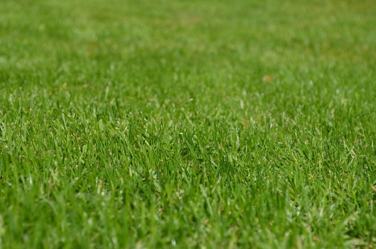 Levelling a Bumpy Lawn: Topdressing and Rake Technique
