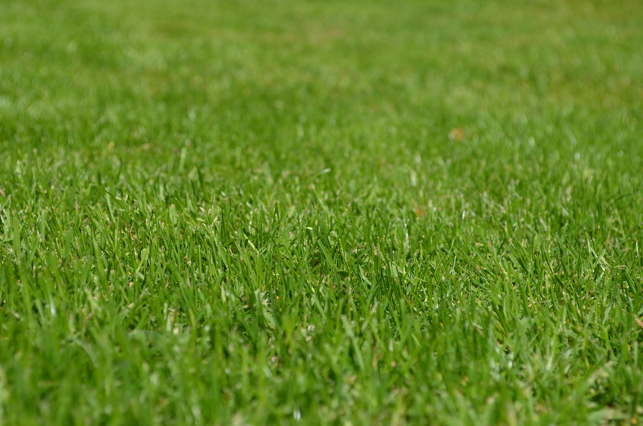 Levelling a Bumpy Lawn: Topdressing and Rake Technique