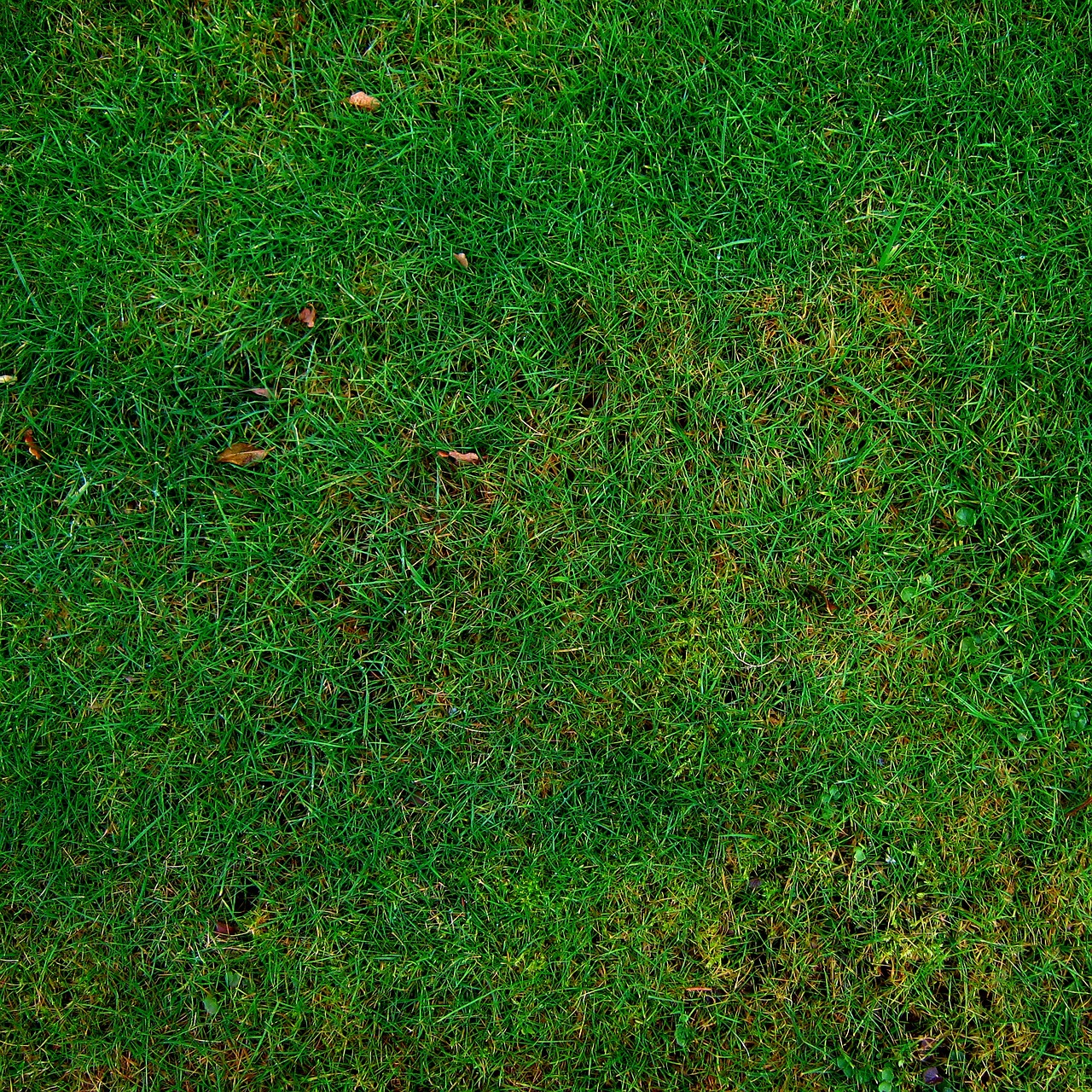 A North Texas Lawn Calendar: What to Do and When