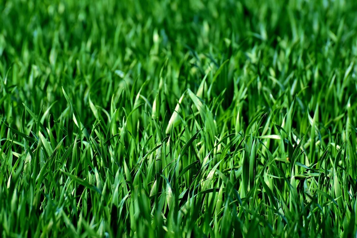 Thatch: How to Tell If You Have It and What to Do About It