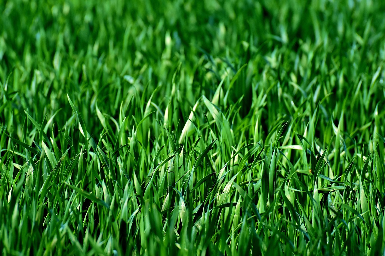 Thatch: How to Tell If You Have It and What to Do About It