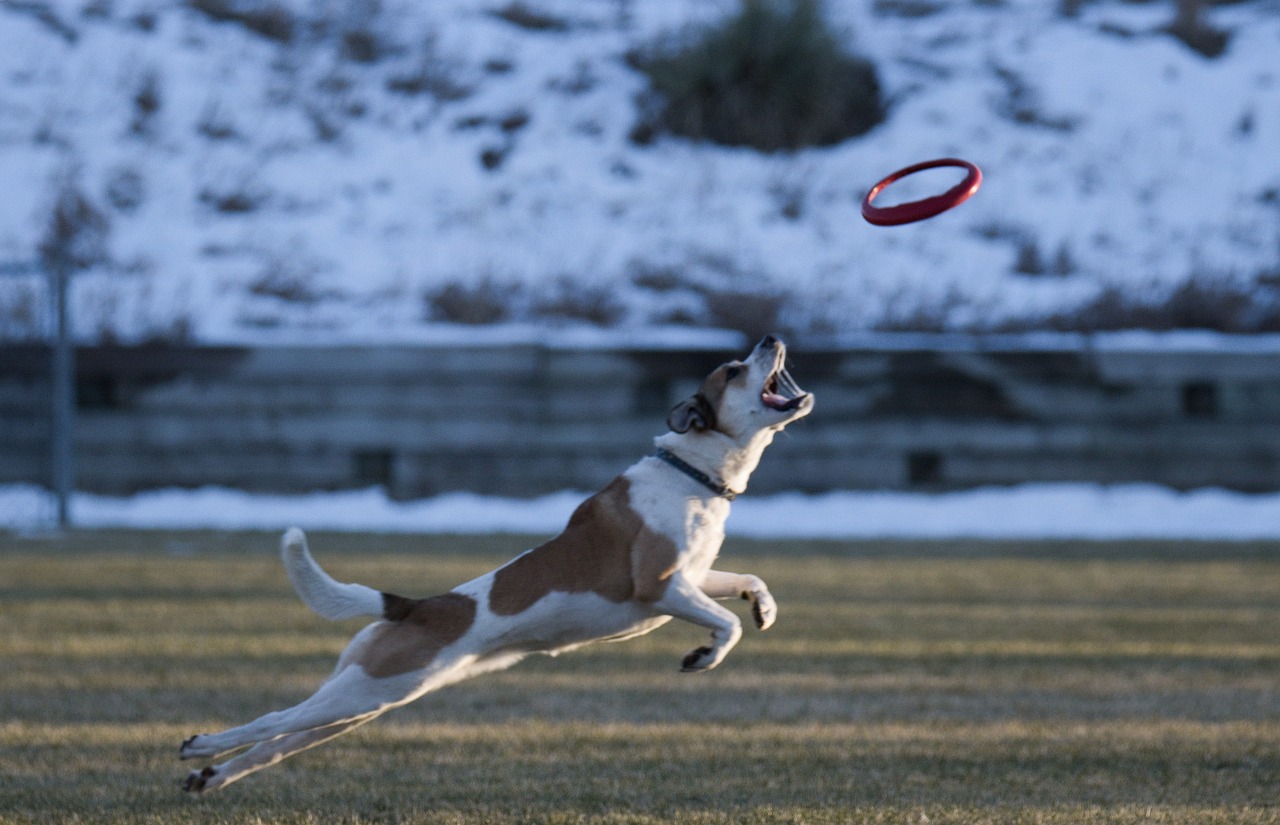 Dog carrying a flying disc on grass