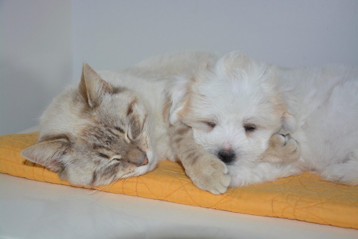 Cat and dog resting in the same room