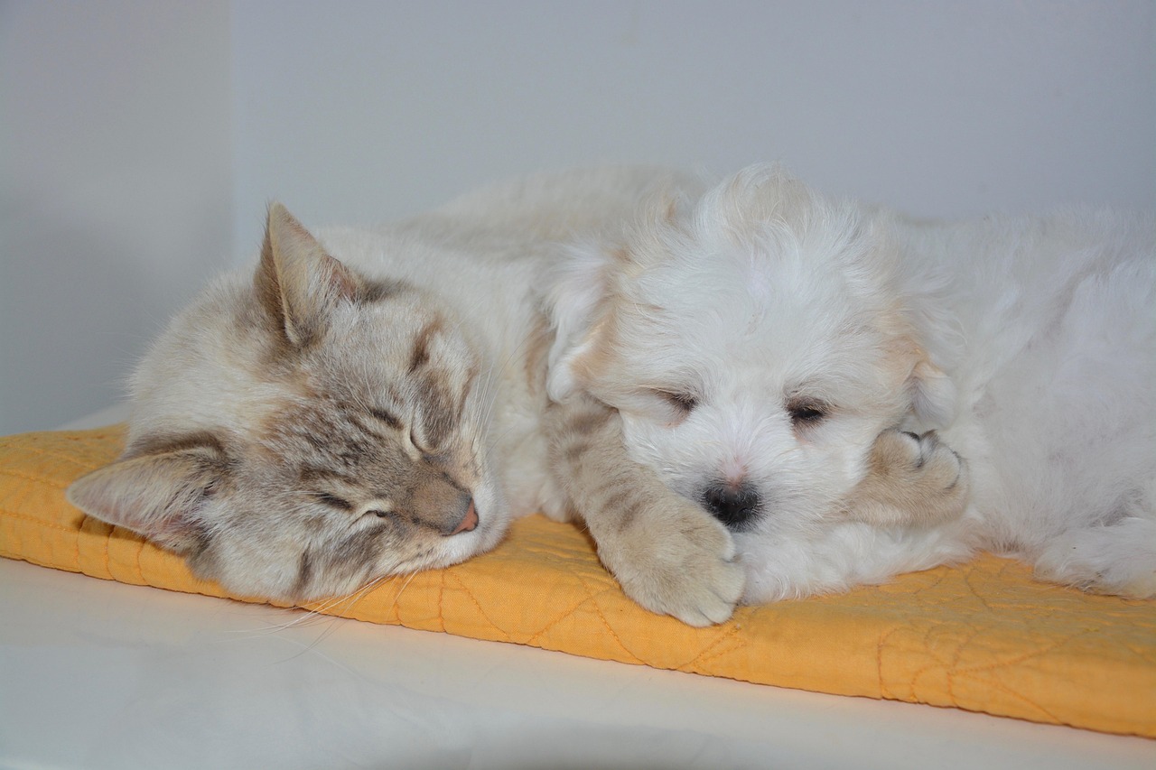 Cat and dog resting in the same room