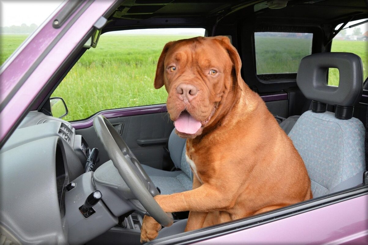Car Travel With a Nervous Animal
