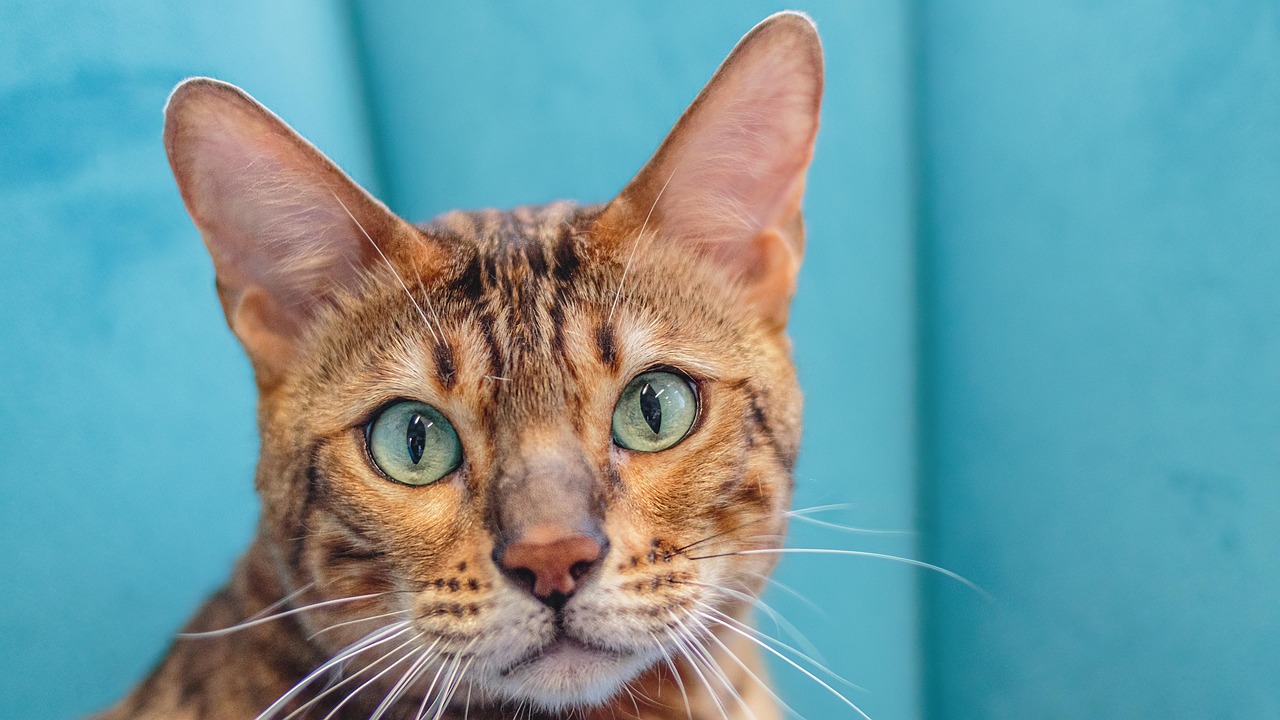 Grooming a Short-Haired Cat at Home