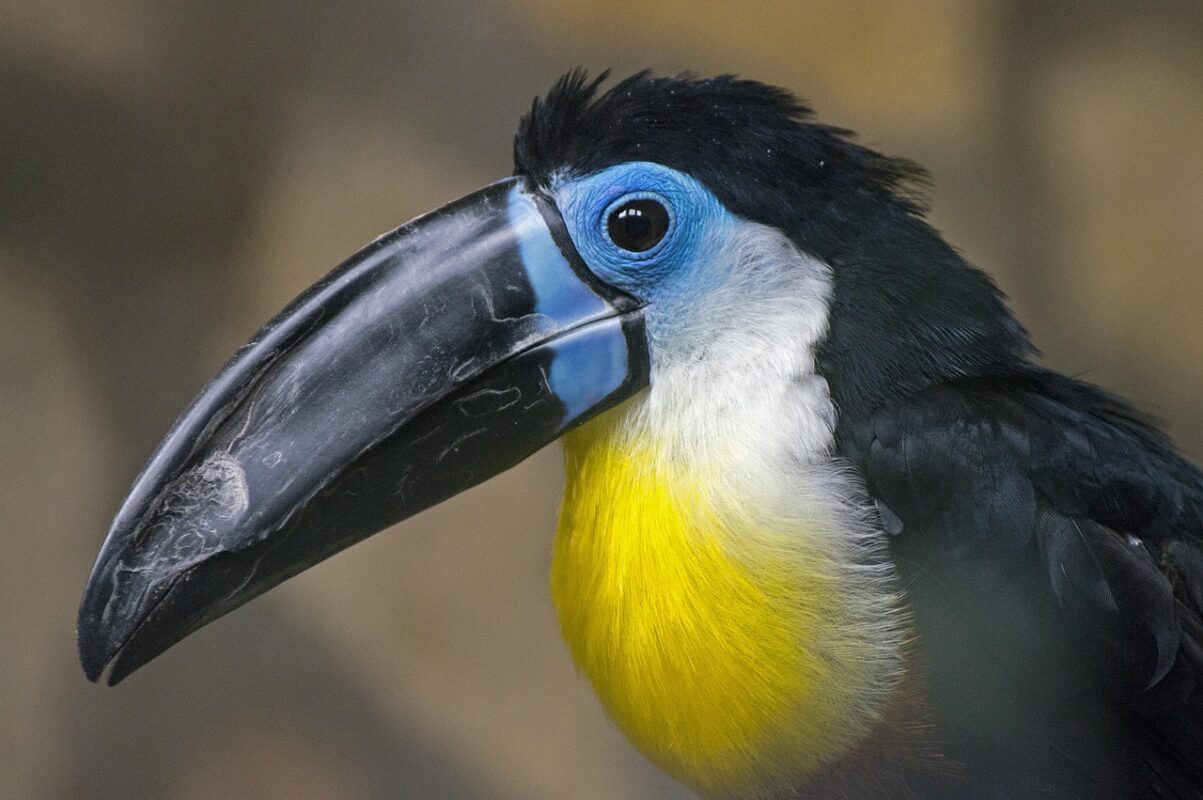 Close view of a parrot beak and foot on a perch