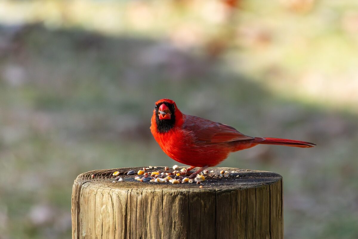 Small bird foraging for food