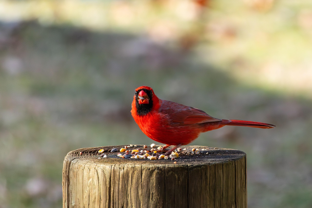 Small bird foraging for food
