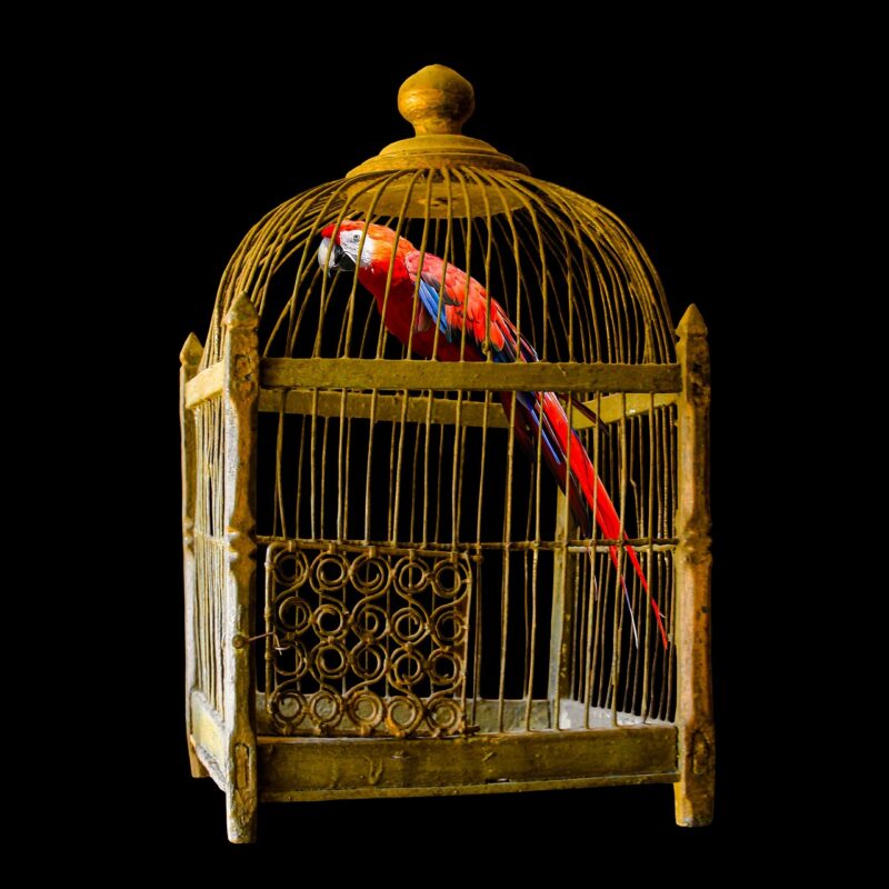 Bird cage with several hanging toys
