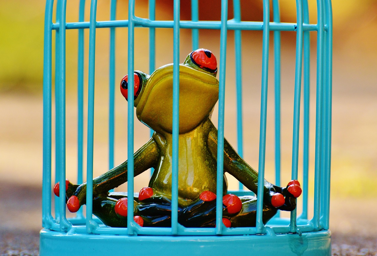 Bird cage furnished with perches and toys