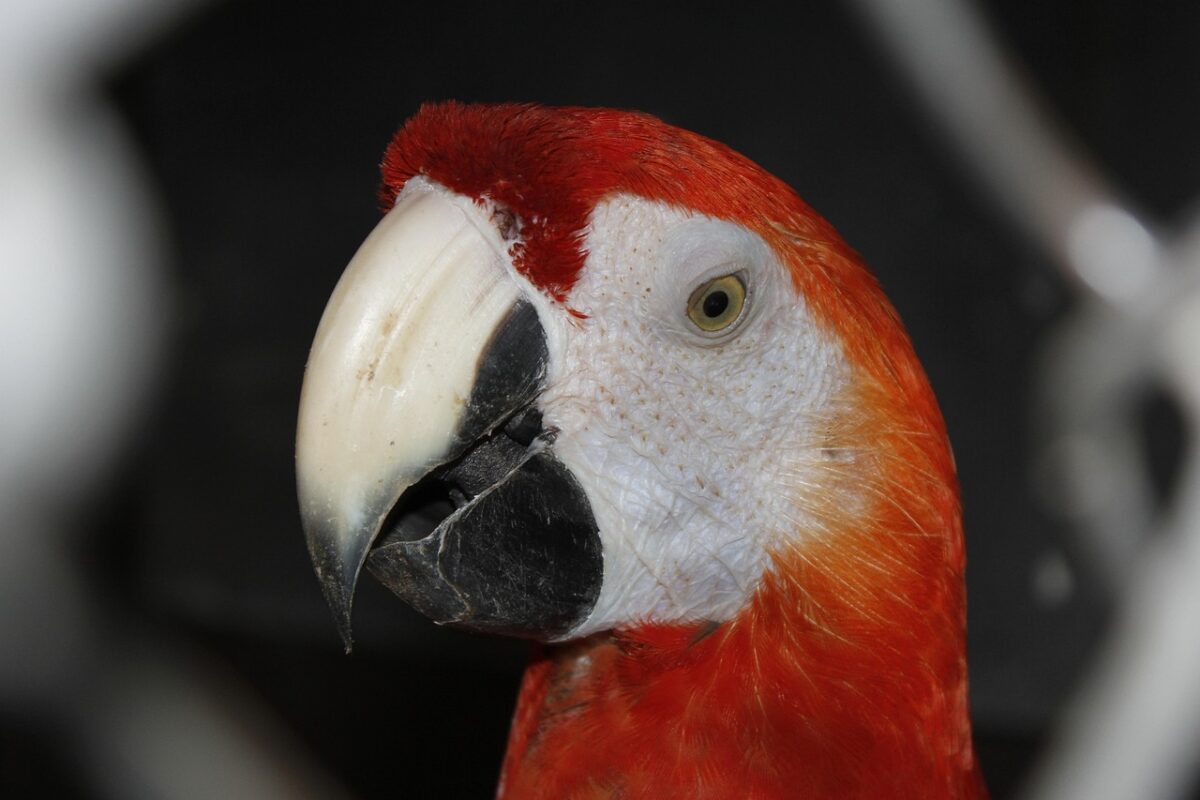 Parrot calling from inside a cage