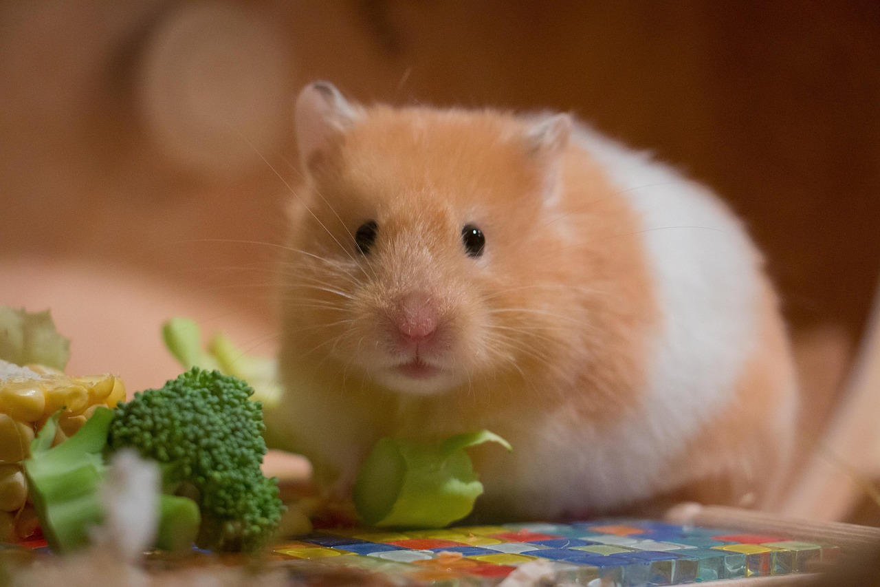 Small pet hideout inside a habitat