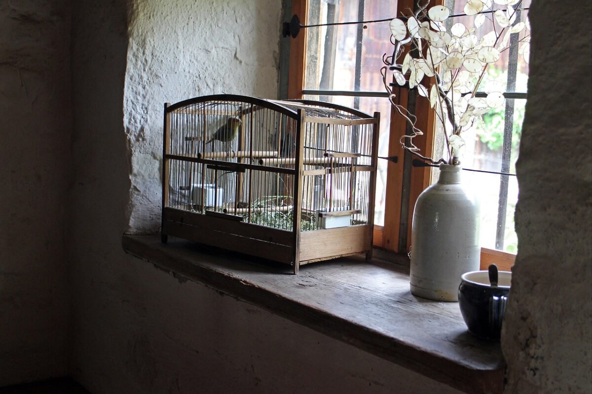 Clean bird cage with perches and food bowls