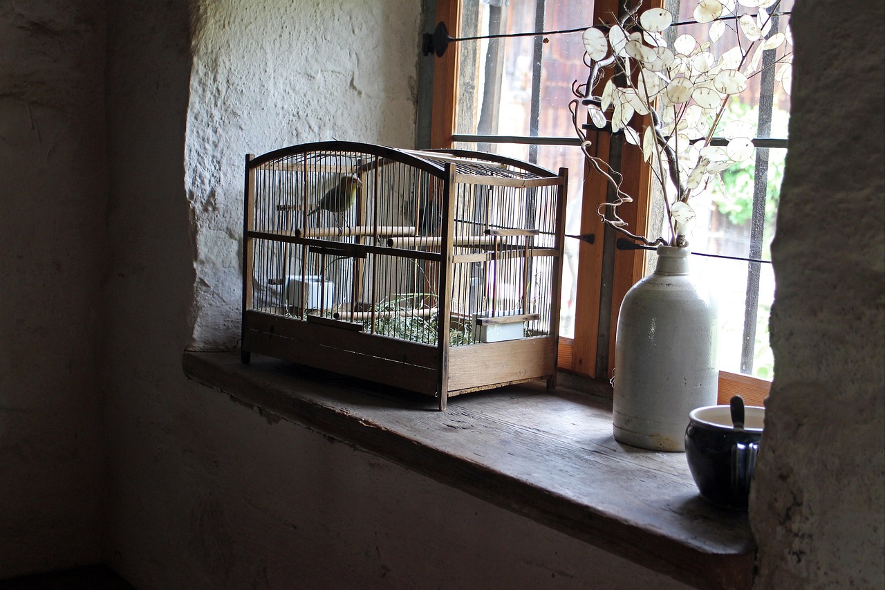 Clean bird cage with perches and food bowls