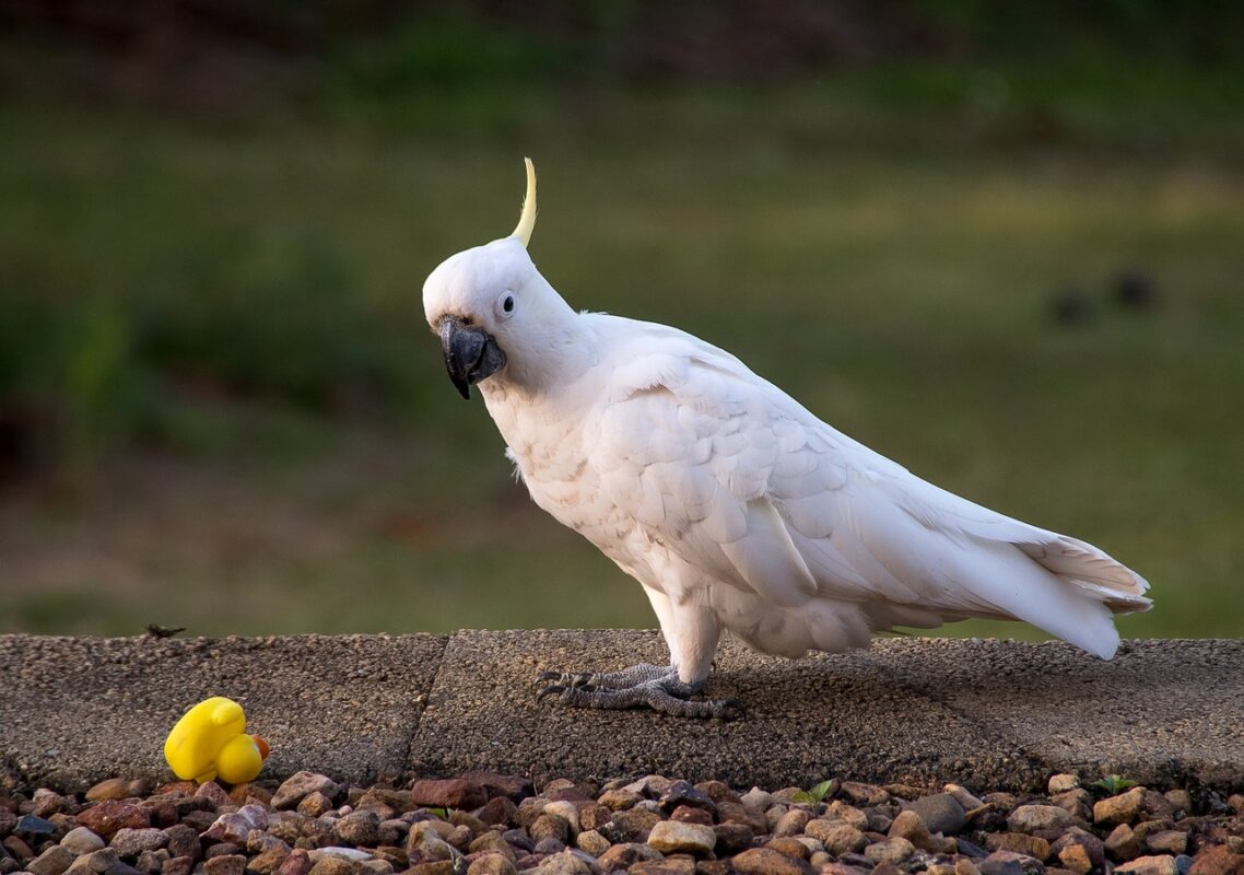Parrot working at a foraging toy hung in its cage