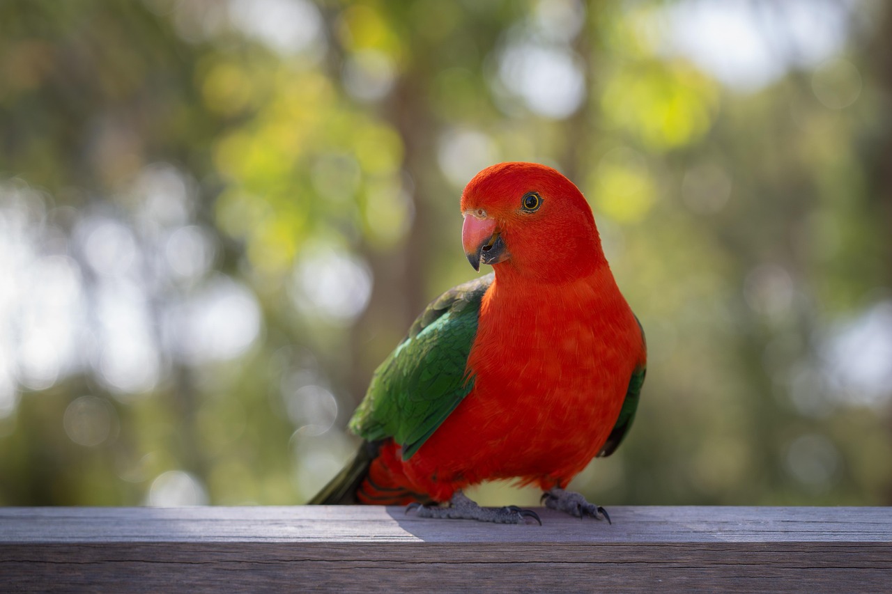 Green parrot on a perch with feathers relaxed