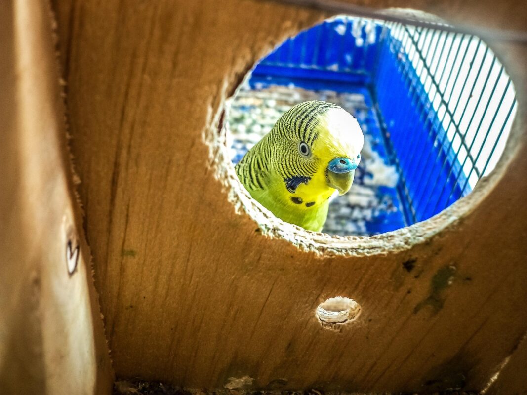 Bird cage set up with perches, bowls and toys