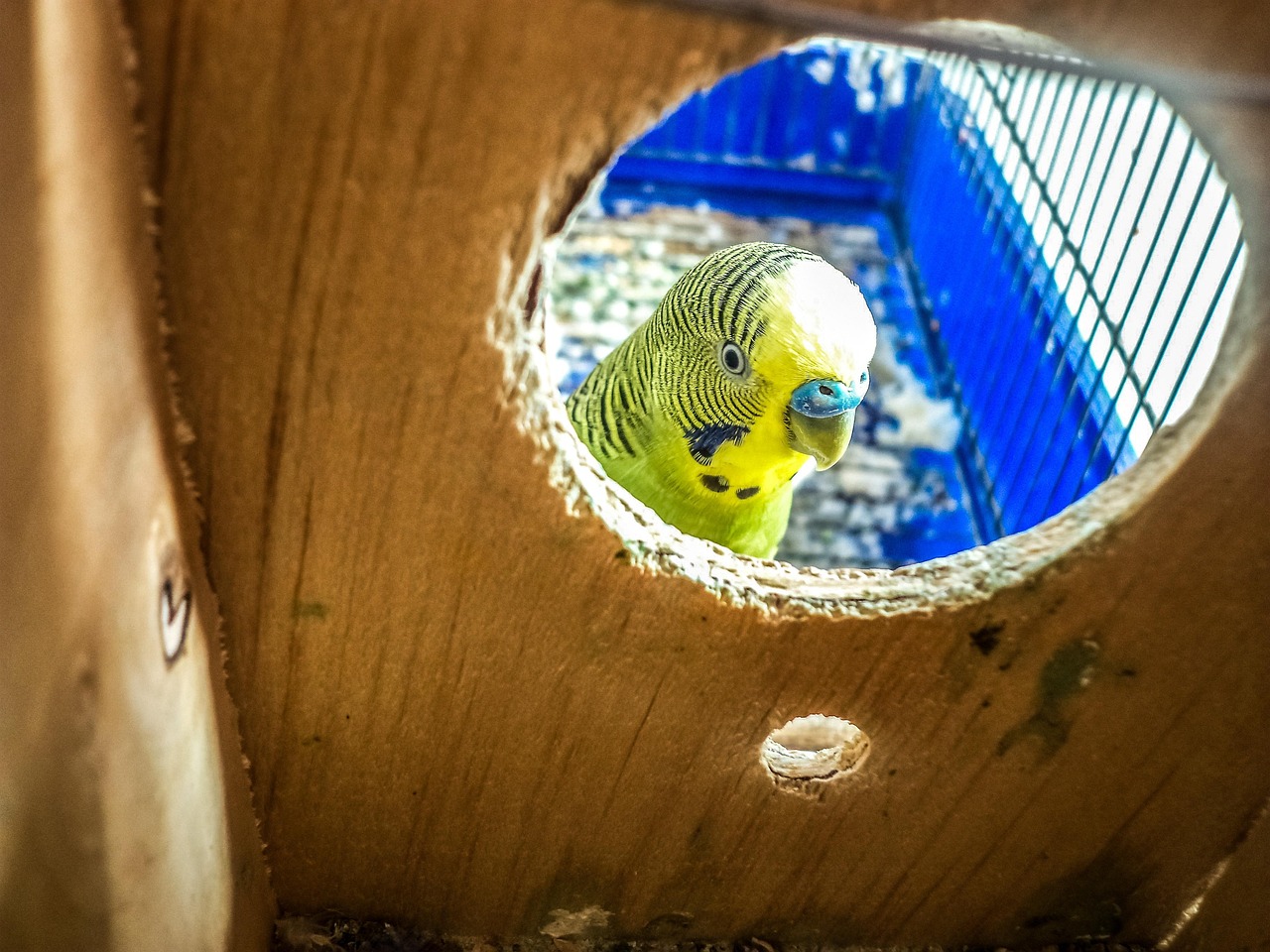 Bird cage set up with perches, bowls and toys