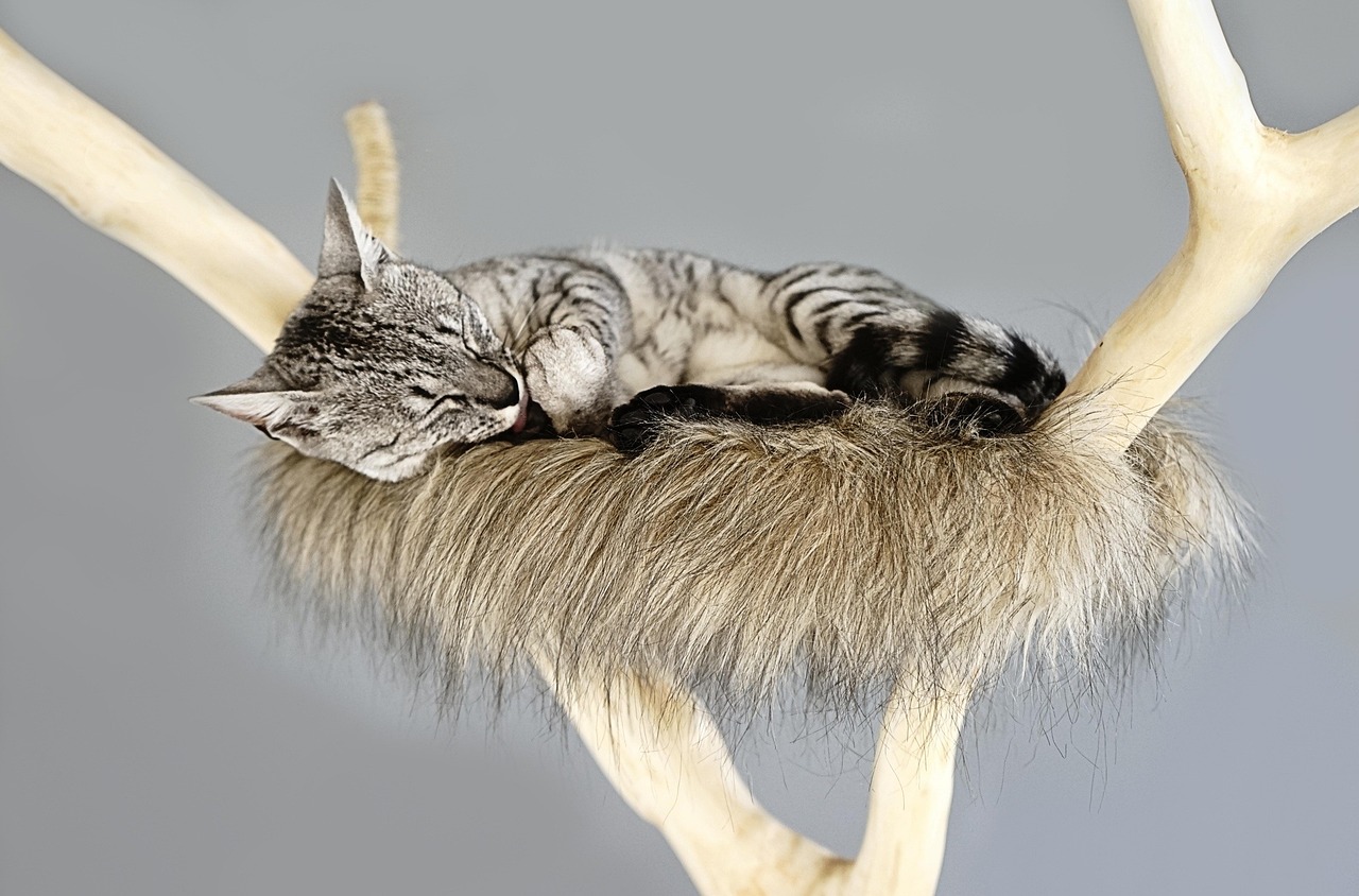 Cat Scratchers: Material, Angle and Where to Put Them