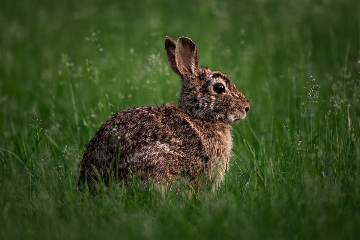 Rabbit beside a litter box with hay