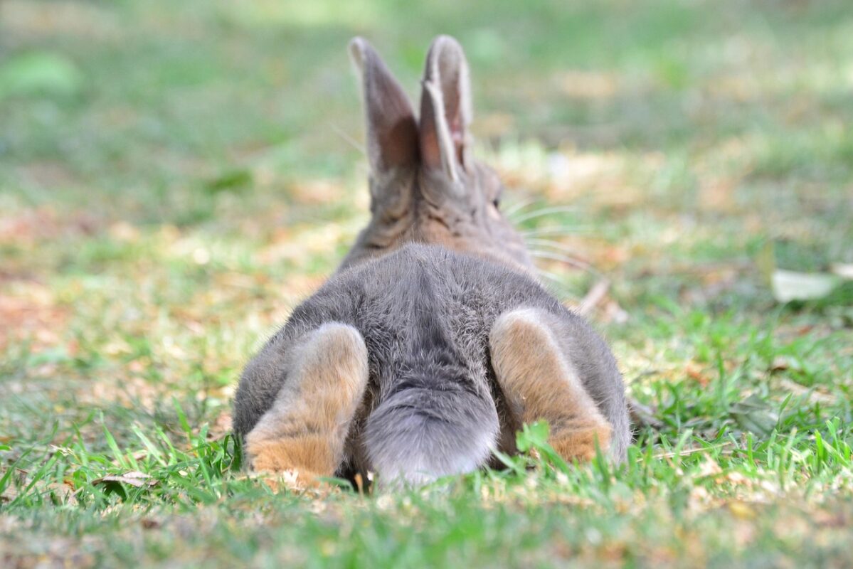 Rabbit lying stretched out to cool down