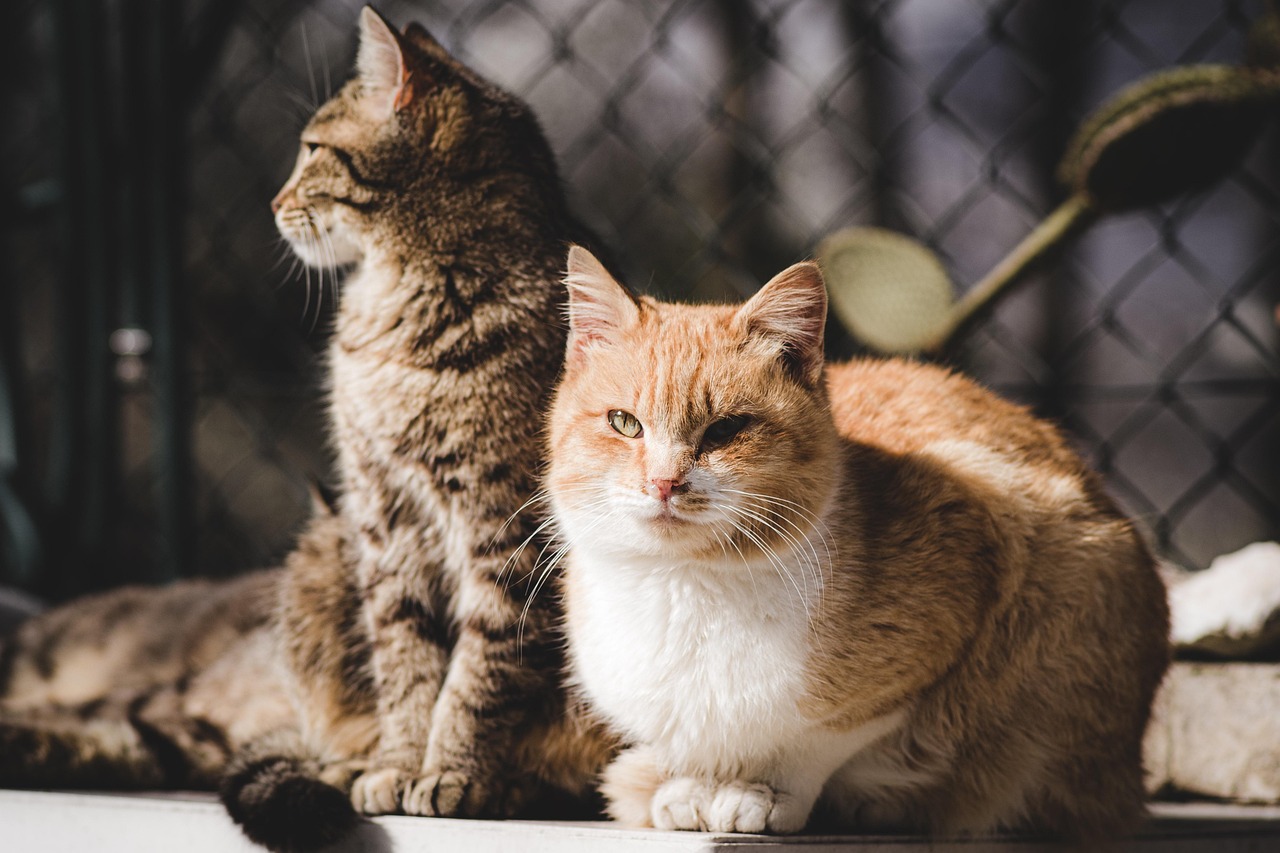 Two cats sharing a room at home
