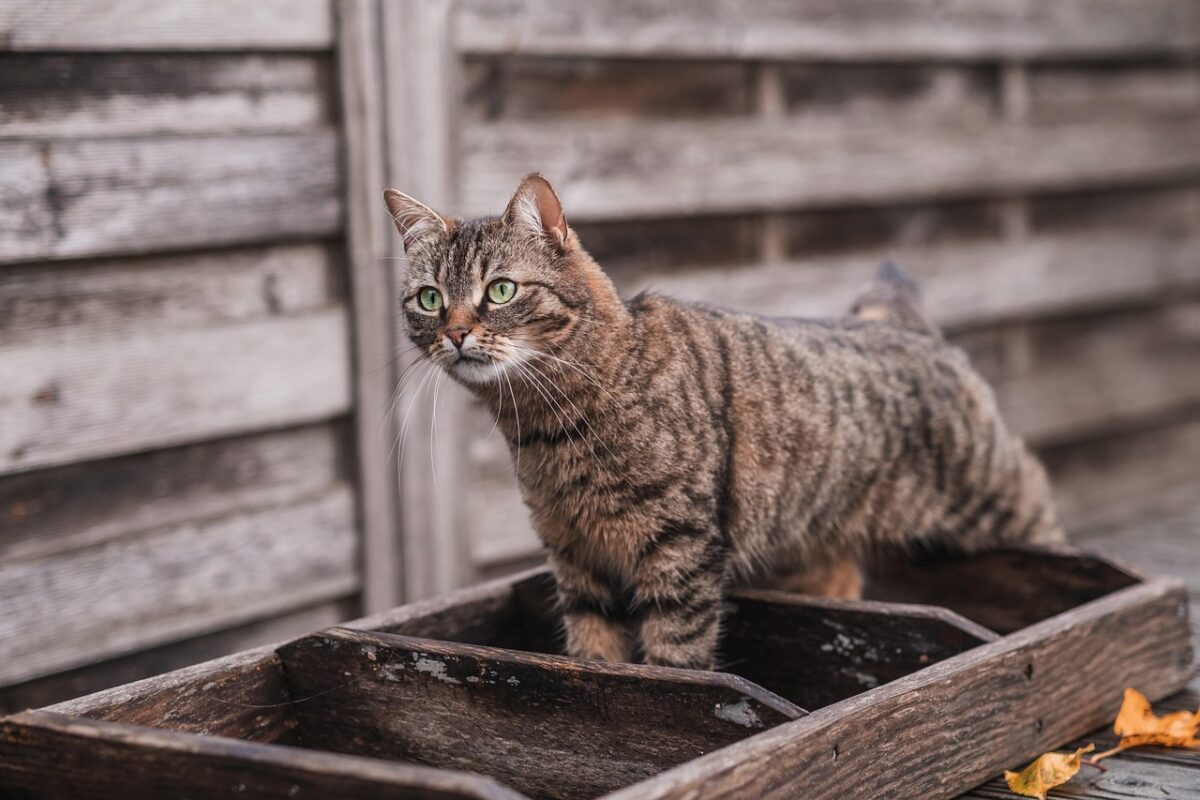 A cat beside its litter box
