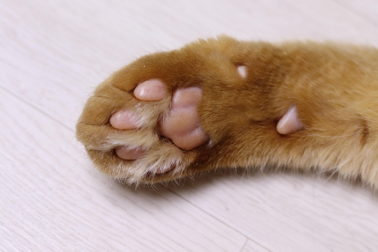 Close-up of a cat paw on a floor
