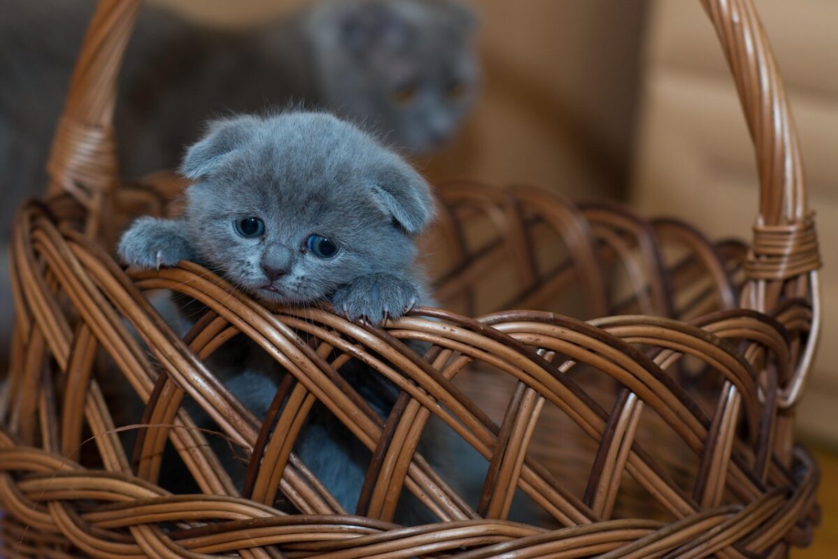 A cat stepping into a covered box