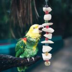 Natural Cuttlebone Bird Chew Toy – Natural Cuttlebone & Wood Bird Chew — view 6