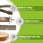 Natural Apple Wood Bird Perches & Platform Set for Small Birds — view 4