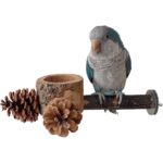Apple Wood Foraging Bowl – Premium & Natural Pine Cones Set