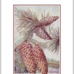 Cultivating Trees & Shrubs