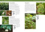 Pacific Northwest Trees & Shrubs Field Guide - Hình 7