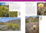Pacific Northwest Trees & Shrubs Field Guide - Hình 8