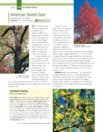 Trees Shrubs Hedges for Home - Hình 3