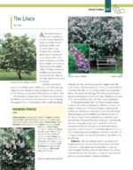 Trees Shrubs Hedges for Home - Hình 5