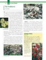 Essential Guide Landscape Trees Shrubs - Hình 10