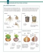 Essential Guide Landscape Trees Shrubs - Hình 3