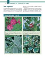 Essential Guide Landscape Trees Shrubs - Hình 4
