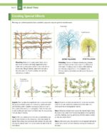 Essential Guide Landscape Trees Shrubs - Hình 5