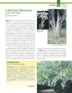Essential Guide Landscape Trees Shrubs - Hình 6