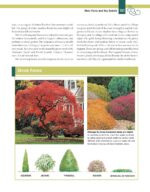 Essential Guide Landscape Trees Shrubs - Hình 7