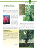 Essential Guide Landscape Trees Shrubs - Hình 8