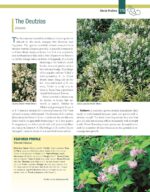 Essential Guide Landscape Trees Shrubs - Hình 9